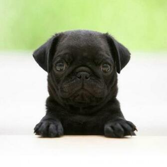 Wallpaper Cute Pug Animal iPad Mini HD