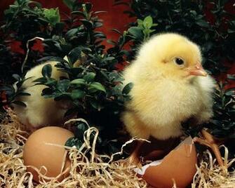 3d Beautiful Easter Wallpaper HD 2u