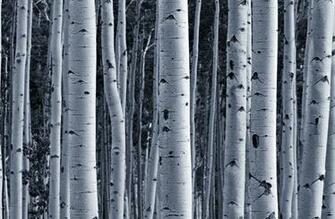 Silver Birch Forest Wallpaper Wall Mural Muralswallpaper Co Uk