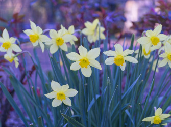 Narcissus Flower Pictures Image
