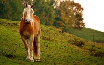 Horse Computer Wallpaper Desktop Background