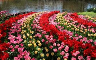Keukenhof Gardens Netherlands Wallpaper For Desktop Mobile In