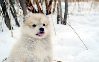 Puppies In Snow Wallpaper Image Pictures Becuo