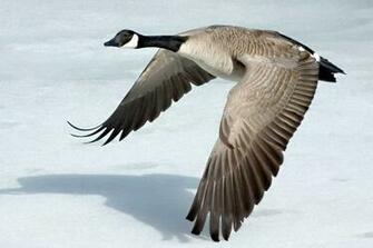 Goose Animal Totem Wallpaper For Desktop