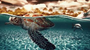 Seaturtle Shark Wallpaper