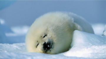 Your Wallpaper Baby Animal For