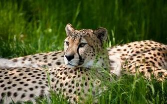 Big Cat High Quality And Resolution Wallpaper On