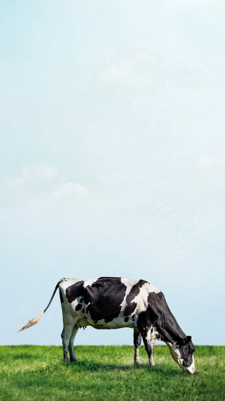 Cow iPhone Background Wallpaper