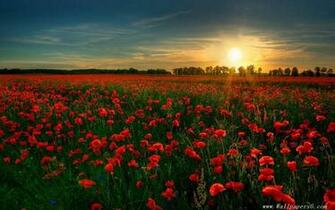 Red Flower Field Landscape Wallpaper