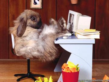 Funny Animal Wallpaper Top HD