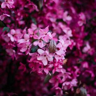 Wallpaper Flowers Bloom Pink Bush Branch