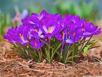 Wallpaper Flowers Spring Seasonal Purple Image By