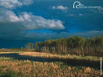 Ducks Unlimited Wallpaper For iPhone Website Of Gawerake