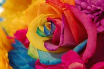 Rainbow Flowers Px HDwallsource