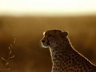 Animals Planet Animal