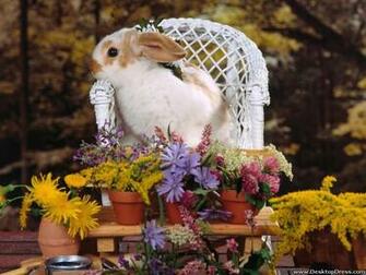 Desktop Wallpaper Animals Background Spring Fling