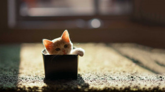 Desktop Cat Wallpaper