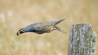 Quail Wallpaper