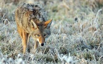 Coyote Computer Wallpaper Desktop Background Id