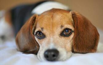 Fondos De Escritorio Gratis Imagenes Fondo Perros Beagle