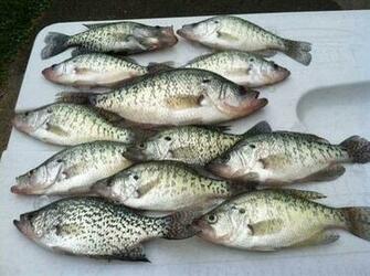 Bass Boats Crappie Panfish And Aluminum Fishing