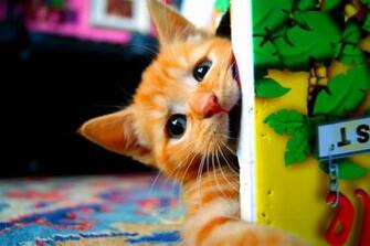 Peek A Boo Wallpaper