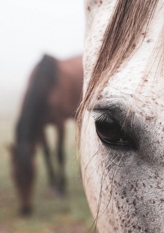Horse Wallpaper