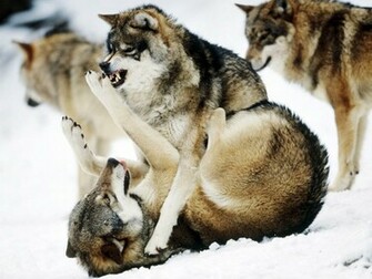 Beautiful Wallpaper Wolf