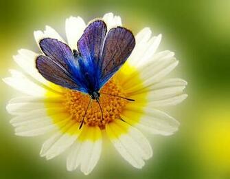 Superb Beautifull Flower High Resolution Wallpaper