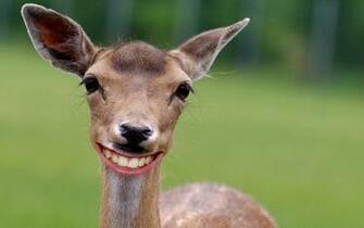 Beautiful Wallpaper Deer