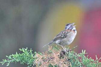 Sparrow Bird High Resolution Full HD Wallpaper