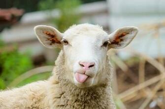 Sheep Wallpaper High Quality