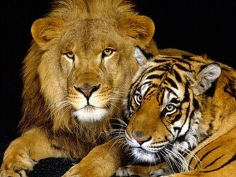 Tiger Screensaver Screensavers