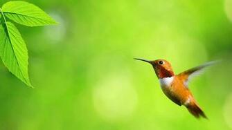 Flying Birds Desktop Wallpaper Image New