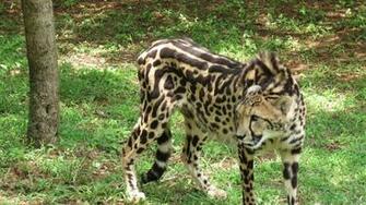 Description King Cheetah Jpg
