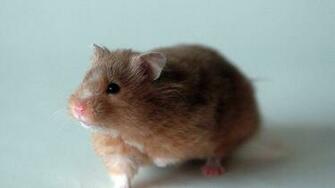 Hamster Wallpaper High Quality And Resolution