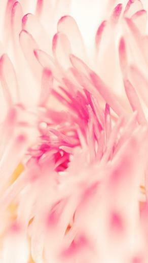 Spring Daisy Flower iPhone 5s Wallpaper