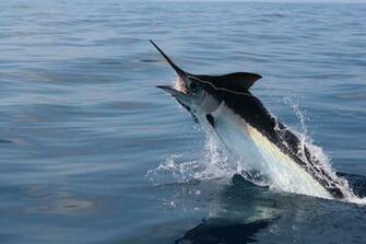 Marlin Wallpaper Guatemala Black By