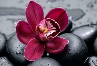 Flower Wallpaper HD Black And White Widescreen For
