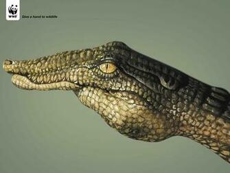 Fund Reptiles World Wildlife Wallpaper