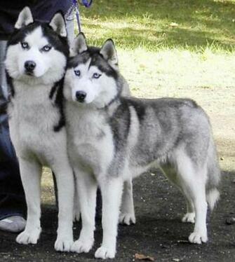 Cute Siberian Husky Puppies Photos Pictures Puppy