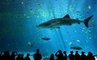 Sea Fish Sharks Aquarium Wallpaper Animals HD