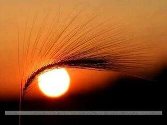 Amazing Sunset Wallpaper