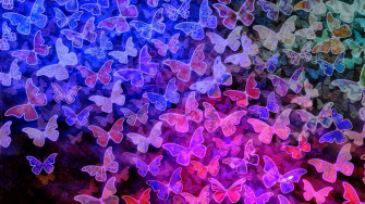 Butterfly HD Creative 4k Wallpaper Image