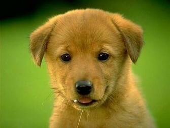 Puppy Screensaver Screensavers Golden