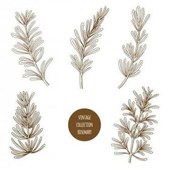 Rosemary Hand Drawn Set Of Cosmetic Herbs And Plants Isolated On