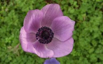 Anemone Wallpaper Flower