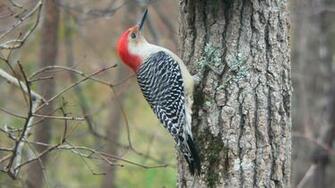 HD Wallpaper Desktop Woodpecker Birds