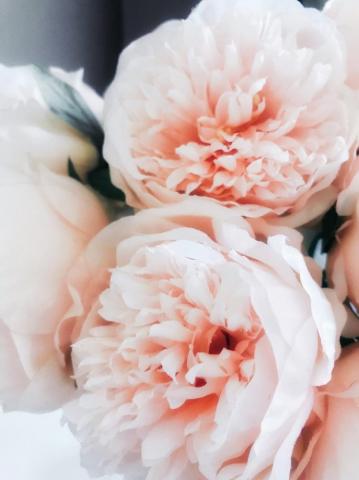Pink Peonies iPhone Wallpaper The Most Romantic Sweet And