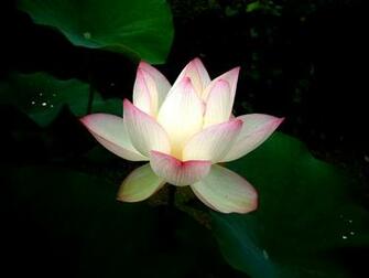 Water Flowers Lilies Wallpaper